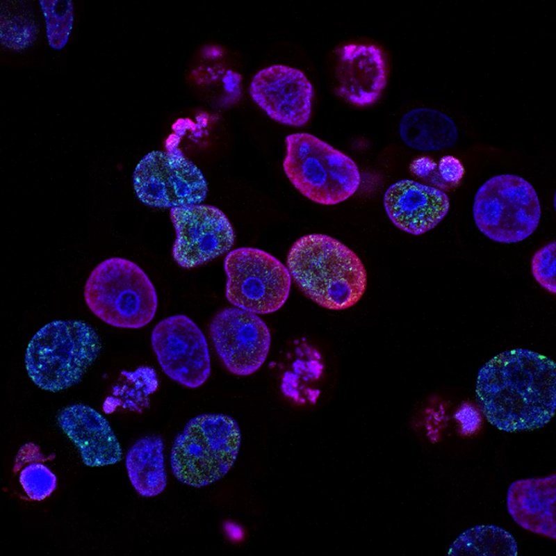 Cellules fluorescentes